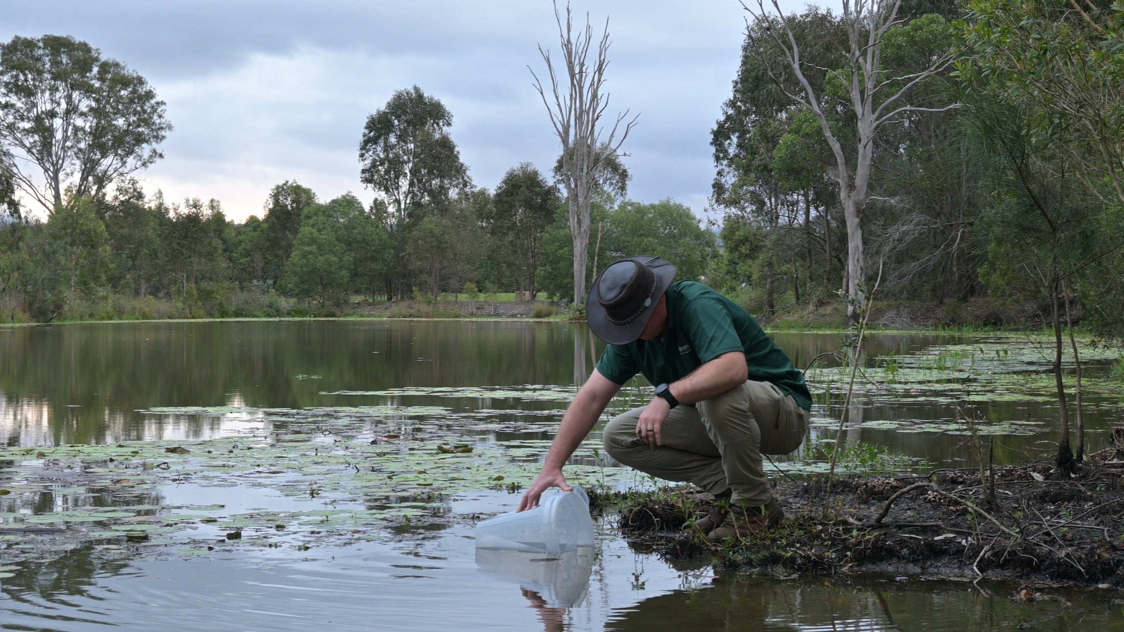 Cane Toad Tadpole Trap and Lure Package Watergum Community